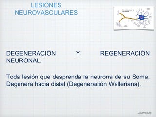 LESIONES
NEUROVASCULARES
DEGENERACIÓN Y REGENERACIÓN
NEURONAL.
Toda lesión que desprenda la neurona de su Soma,
Degenera hacia distal (Degeneración Walleriana).
Dr. Vejarano A., Willy
Ortopedista y Traumatologo
 