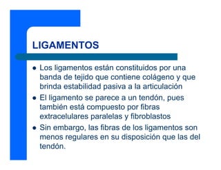 LIGAMENTOS
z Los ligamentos están constituidos por una
banda de tejido que contiene colágeno y que
brinda estabilidad pasiva a la articulación
z El ligamento se parece a un tendón, pues
también está compuesto por fibras
extracelulares paralelas y fibroblastos
z Sin embargo, las fibras de los ligamentos son
menos regulares en su disposición que las del
tendón.
 