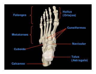 Cuneiformes
Falanges
Metatarsos
Cuboide
Calcaneo
Navicular
Talus
(Astragalo)
Hallux
(Ortejos)
Chile
 