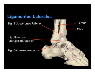 Ligamentos Laterales
Lig.. tibio-peroneo Anterior
Lig. Peroneo-
astragalino Anterior
Lig. Calcaneo-peroneo
Tibia
Peroné
 