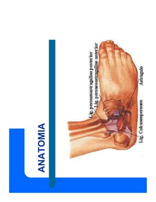 ANATOMIA
 