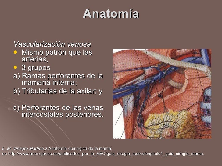 Sangre En Las Mamas De Mi Perra Lesiones TraumĂĄTicas De Mama
