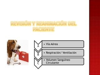 • Vía Aérea
A

    • Respiración/ Ventilación
B
    • Volumen Sanguíneo
C     Circulante
 