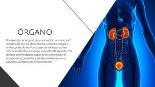 ÓRGANO
Por ejemplo, el órgano de la excreción urinaria está
constituido por los dos riñones, uréteres, vejiga y
uretra, pues dichas funciones se realizan con el
concurso de ellos en forma conjunta. De igual forma,
las dos extremidades superiores constituyen el
órgano de la prensión y las dos inferiores en su
conjunto el órgano de la locomoción.
 