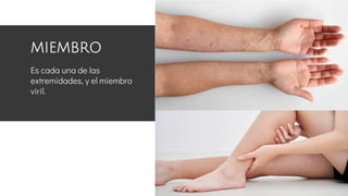 MIEMBRO
Es cada una de las
extremidades, y el miembro
viril.
 
