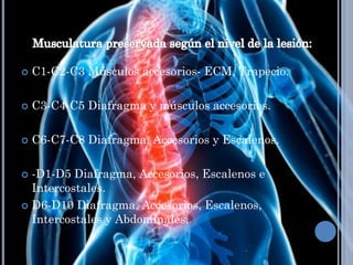  C1-C2-C3 Músculos accesorios- ECM, Trapecio.
 C3-C4-C5 Diafragma y músculos accesorios.
 C6-C7-C8 Diafragma, Accesorios y Escalenos.
 -D1-D5 Diafragma, Accesorios, Escalenos e
Intercostales.
 D6-D10 Diafragma, Accesorios, Escalenos,
Intercostales y Abdominales.
 