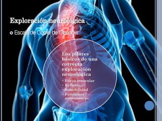 Los pilares
básicos de una
correcta
exploración
neurológica
• Fueza muscular
• Reflejos
• Sensibilidad
• Funciones
autonómicas
 