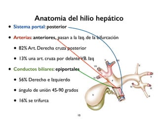 Anatomia del hilio hepático 
• Sistema portal: posterior 
• Arterias: anteriores, pasan a la Izq. de la bifurcación 
• 82% Art. Derecha cruza posterior 
• 13% una art. cruza por delante VB. Izq 
• Conductos biliares: epiportales 
• 56% Derecho e Izquierdo 
• ángulo de unión 45-90 grados 
• 16% se trifurca 
10 
 