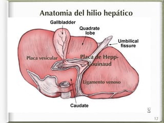 Anatomia del hilio hepático 
Placa de Hepp- 
Couinaud 
Ligamento venoso 
Placa vesicular 
12 
 