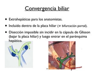 Convergencia biliar 
• Extrahepáticas para los anatomistas. 
• Incluido dentro de la placa hiliar (≠ bifurcación portal). 
• Disección imposible sin incidir en la cápsula de Glisson 
(bajar la placa hiliar) y luego entrar en el parénquima 
hepático. 
14 
 