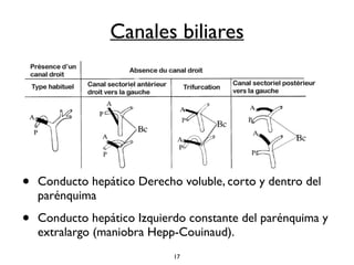 Canales biliares 
• Conducto hepático Derecho voluble, corto y dentro del 
parénquima 
• Conducto hepático Izquierdo constante del parénquima y 
extralargo (maniobra Hepp-Couinaud). 
17 
 