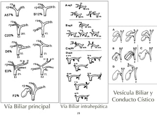 Vía Biliar principal Vía Biliar intrahepática 
19 
Vesícula Biliar y 
Conducto Cístico 
 