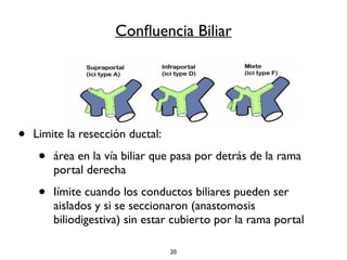 Confluencia Biliar 
• Limite la resección ductal: 
• área en la vía biliar que pasa por detrás de la rama 
portal derecha 
• Iímite cuando los conductos biliares pueden ser 
aislados y si se seccionaron (anastomosis 
biliodigestiva) sin estar cubierto por la rama portal 
20 
 