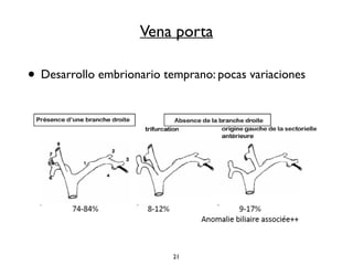 Vena porta 
• Desarrollo embrionario temprano: pocas variaciones 
21 
 