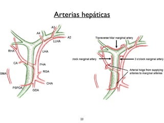 Arterias hepáticas 
23 
 