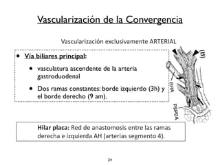 Vascularización de la Convergencia 
Vascularización 
exclusivamente 
ARTERIAL 
• Vía biliares principal: 
• vasculatura ascendente de la arteria 
gastroduodenal 
• Dos ramas constantes: borde izquierdo (3h) y 
el borde derecho (9 am). 
24 
Hilar 
placa: 
Red 
de 
anastomosis 
entre 
las 
ramas 
derecha 
e 
izquierda 
AH 
(arterias 
segmento 
4). 
 