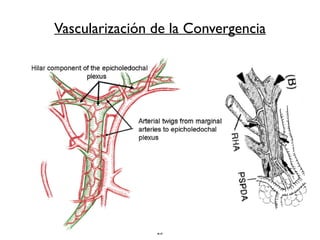 Vascularización de la Convergencia 
25 
 
