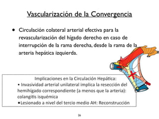 Vascularización de la Convergencia 
• Circulación colateral arterial efectiva para la 
revascularización del hígado derecho en caso de 
interrupción de la rama derecha, desde la rama de la 
arteria hepática izquierda. 
Implicaciones 
en 
la 
Circulación 
Hepáca: 
• 
Invasividad 
arterial 
unilateral 
implica 
la 
resección 
del 
hemihígado 
correspondiente 
(a 
menos 
que 
la 
arteria): 
colangis 
isquémica 
•Lesionado 
a 
nivel 
del 
tercio 
medio 
AH: 
Reconstrucción 
26 
 