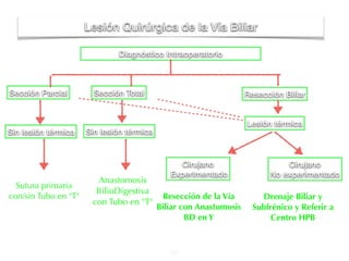 Diagnóstico Intraoperatorio 
54 
Sección Parcial Sección Total 
Lesión térmica 
Sin lesión térmica 
Cirujano 
Experimentado 
Cirujano 
No experimentado 
Lesión Quirúrgica de la Vía Biliar 
Resección Biliar 
Sin lesión térmica 
Sutura primaria 
con/sin Tubo en "T" 
Anastomosis 
BilioDigestiva 
con Tubo en "T" 
Resección de la Vía 
Biliar con Anastomosis 
BD en Y 
Drenaje Biliar y 
Subfrénico y Referir a 
Centro HPB 
 