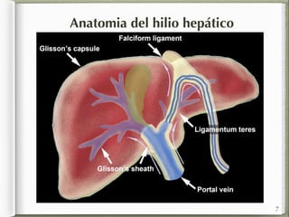 Anatomia del hilio hepático 
7 
 