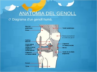 ANATOMIA DEL GENOLL   Diagrama d'un genoll humà. 