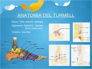 ANATOMIA DEL TURMELL Ossos: Tíbia, peroné i astràgal. Lligaments: Deltoides,  laterals i  de la sindesmosi. Tendons: Aquil·les. 