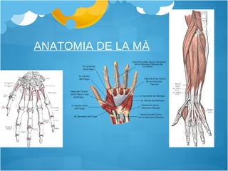 ANATOMIA DE LA MÀ 