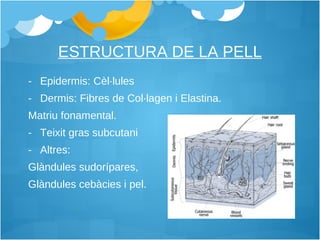 ESTRUCTURA DE LA PELL Epidermis: Cèl·lules Dermis: Fibres de Col·lagen i Elastina. Matriu fonamental. Teixit gras subcutani Altres: Glàndules sudorípares, Glàndules cebàcies i pel. 