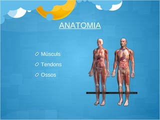 ANATOMIA Músculs Tendons Ossos 