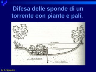 Difesa   delle sponde di un torrente con piante   e pali.   by S. Nocerino 