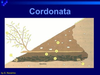 Cordonata by S. Nocerino 