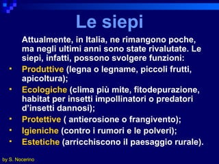 Le siepi Attualmente, in Italia, ne rimangono poche, ma negli ultimi anni sono state rivalutate. Le siepi, infatti, possono svolgere funzioni: Produttive  (legna o legname, piccoli frutti,  apicoltura); Ecologiche  (clima più mite, fitodepurazione, habitat per insetti impollinatori o predatori d’insetti dannosi); Protettive  ( antierosione o frangivento); Igieniche  (contro i rumori e le polveri); Estetiche  (arricchiscono il paesaggio rurale). by S. Nocerino 