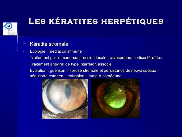 Les Keratites Chroniques Du Chat Cazalot Afvac 11 Les Keratites Chroniques Du Chat Cazalot Afvac 11