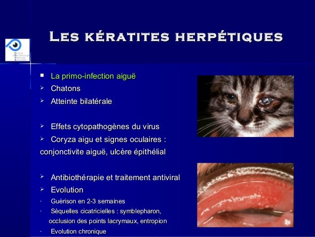 Les Keratites Chroniques Du Chat Cazalot Afvac 11