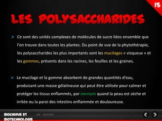  Ce sont des unités complexes de molécules de sucre liées ensemble que
   l'on trouve dans toutes les plantes. Du point de vue de la phytothérapie,
   les polysaccharides les plus importants sont les mucilages « visqueux » et
   les gommes, présents dans les racines, les feuilles et les graines.


 Le mucilage et la gomme absorbent de grandes quantités d'eau,
   produisant une masse gélatineuse qui peut être utilisée pour calmer et
   protéger les tissus enflammés, par exemple quand la peau est sèche et
   irritée ou la paroi des intestins enflammée et douloureuse.

              M2   2011/2012
 