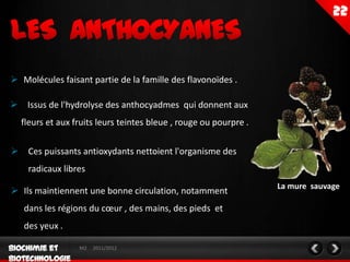  Molécules faisant partie de la famille des flavonoïdes .

 Issus de l'hydrolyse des anthocyadmes qui donnent aux
  fleurs et aux fruits leurs teintes bleue , rouge ou pourpre .

 Ces puissants antioxydants nettoient l'organisme des
    radicaux libres
                                                                  La mure sauvage
 Ils maintiennent une bonne circulation, notamment
   dans les régions du cœur , des mains, des pieds et
   des yeux .

                 M2   2011/2012
 