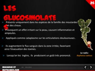  Présents uniquement dans les espèces de la famille des moutardes
   et des choux.
 Provoquent un effet irritant sur la peau, causant inflammation et
  ampoules.
 Appliqués comme cataplasme sur les articulations douloureuses .

 Ils augmentent le flux sanguin dans la zone irritée, favorisant
 ainsi l'évacuation des toxines.
                                                                         Le radis:
  Lorsqu'on les ingère, ils produisent un goût très prononcé.        Raphanus sativus




                  M2   2011/2012
 