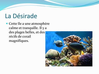La Désirade
 Cette île a une atmosphère
calme et tranquille. Il y a
des plages belles, et des
récifs de corail
magnifiques.
 