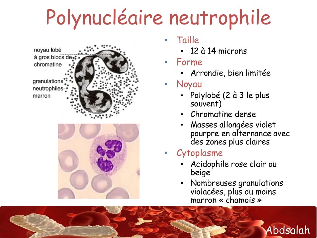 Les leucocytes