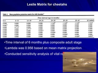 Leslie Matrix for cheetahs




•Time interval of 6 months plus composite adult stage
•Lambda was 0.956 based on mean matri...