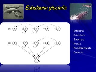 Eubalaena glacialis



                      1=filhote
                      2=imaturo
                      3=matura
    ...