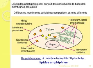 Les lipides amphiphiles sont surtout des constituants de base des
membranes cellulaires
Un point commun  Interface hydrophile / Hydrophobe :
lipides amphiphiles
Différentes membranes cellulaires: composition et rôles différents
Noyau
Milieu
extracellulaire
Cytosol
Mitochondrie
(membranes)
Réticulum, golgi
(membranes)
Gouttelettes
lipidiques
Membrane
plasmique
Membrane
nucléaire
10Franck Rencurel 2019-2020
 
