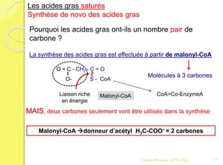 O = C - CH2 - C = O
O- S - CoA
Malonyl-CoA donneur d’acétyl H3C-COO- = 2 carbones
La synthèse des acides gras est effectuée à partir de malonyl-CoA
~Liaison riche
en énergie
Molécules à 3 carbones
MAIS, deux carbones seulement vont être utilisés dans la synthèse
Les acides gras saturés
Synthèse de novo des acides gras
Pourquoi les acides gras ont-ils un nombre pair de
carbone ?
Malonyl-CoA CoA=Co-EnzymeA
17Franck Rencurel 2019-2020
 