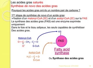 FAS
Fatty acid
synthase
1ère étape de synthèse de novo d’un acide gras:
fixation d’un malonyl-CoA (3C) et d’un acétyl-CoA (2C) sur la FAS
La synthase des acides gras (FAS) est une enzyme exprimée
uniquement
Dans le foie et le tissu adipeux, les seuls capables de synthétiser
Des acides gras.
O = C - CH2 - C = O
O- S-CoA
~
HS
HS
Malonyl-CoA
Acétyl-CoA
H3C – C = O
S-CoA
~
Les acides gras saturés
Synthèse de novo des acides gras
Pourquoi les acides gras ont-ils un nombre pair de carbone ?
Ou Synthase des acides gras
19Franck Rencurel 2019-2020
 