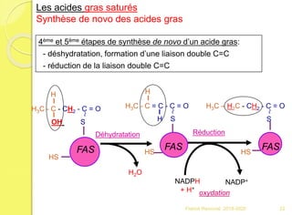 FAS
H3C - C - CH2 - C = O
OH S
~
HS
H
4ème et 5ème étapes de synthèse de novo d’un acide gras:
- déshydratation, formation d’une liaison double C=C
- réduction de la liaison double C=C
FAS
H3C - C = C - C = O
H S
~
HS
H
H2O
Déhydratation
NADPH
+ H+
NADP+
FAS
H3C – H2C - CH2 - C = O
S
~
HS
Réduction
oxydation
Les acides gras saturés
Synthèse de novo des acides gras
22Franck Rencurel 2019-2020
 