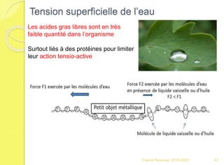 Tension superficielle de l’eau
Franck Rencurel 2019-2020 43
Les acides gras libres sont en très
faible quantité dans l’organisme
Surtout liés à des protéines pour limiter
leur action tensio-active
 