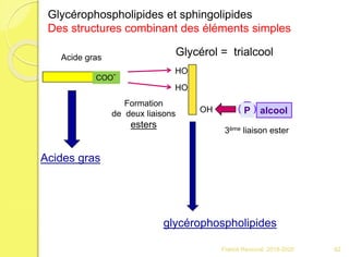 Glycérophospholipides et sphingolipides
Des structures combinant des éléments simples
COO-
Acide gras
Formation
de deux liaisons
esters
Acides gras
glycérophospholipides
Glycérol = trialcool
HO
OH
HO
P alcool
3ème liaison ester
62Franck Rencurel 2019-2020
 