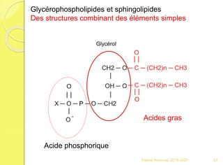 Franck Rencurel 2019-2020 63
Glycérophospholipides et sphingolipides
Des structures combinant des éléments simples
Acides gras
Acide phosphorique
Glycérol
 