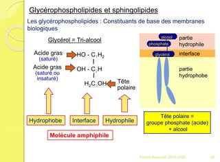 Les glycérophospholipides : Constituants de base des membranes
biologiques
Glycérol = Tri-alcool
HO - C1H2
OH - C2H
H2C3OH
Acide gras
(saturé)
Acide gras
(saturé ou
insaturé)
Tête
polaire
Hydrophobe Interface
phosphate
glycérol
alcool
partie
hydrophobe
interface
partie
hydrophile
Hydrophile
Molécule amphiphile
Tête polaire =
groupe phosphate (acide)
+ alcool
Glycérophospholipides et sphingolipides
65Franck Rencurel 2019-2020
 