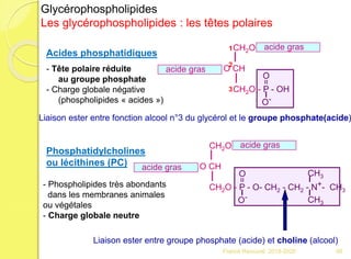Acides phosphatidiques
CH2O
O CH
CH2O - P - OH
O-
=
O
acide gras
acide gras
- Tête polaire réduite
au groupe phosphate
- Charge globale négative
(phospholipides « acides »)
Liaison ester entre fonction alcool n°3 du glycérol et le groupe phosphate(acide)
Phosphatidylcholines
ou lécithines (PC)
CH2O
O CH
CH2O - P - O- CH2 - CH2 - N+- CH3
O-
=
O
acide gras
acide gras
CH3
CH3
- Phospholipides très abondants
dans les membranes animales
ou végétales
- Charge globale neutre
Liaison ester entre groupe phosphate (acide) et choline (alcool)
Glycérophospholipides
Les glycérophospholipides : les têtes polaires
1
2
3
66Franck Rencurel 2019-2020
 